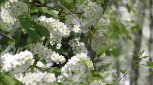 Черёмуха цветёт(гармонь)