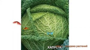 Капуста обыкновенный Уралочка (uralochka) ? Уралочка обзор: как сажать, семена капусты Уралочка