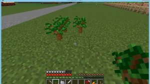 Как вырастить тёмный дуб в майнкрафте