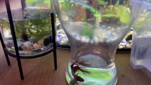 Подмена воды у петушков за две минуты