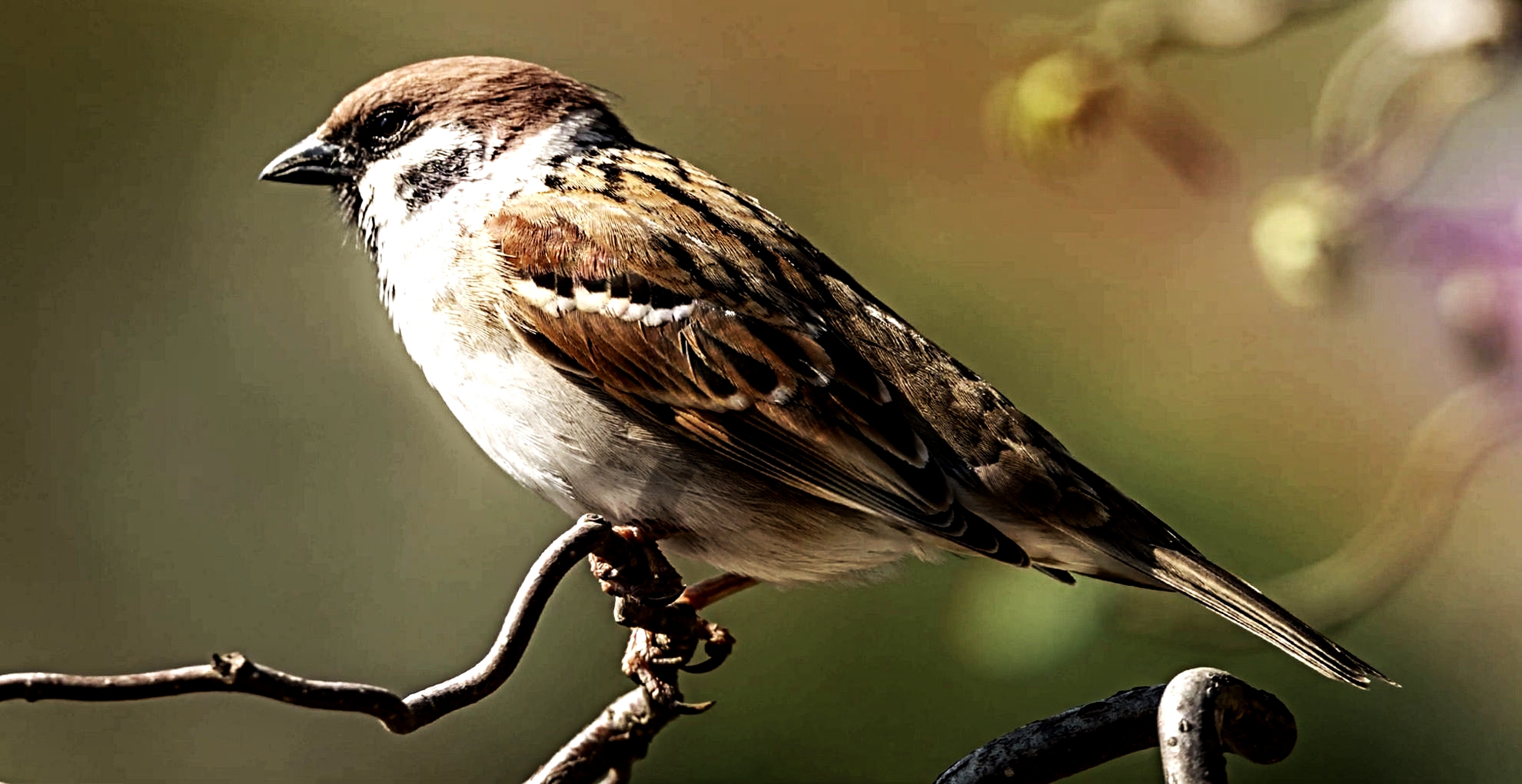 Воробей звук. Young Sparrow.