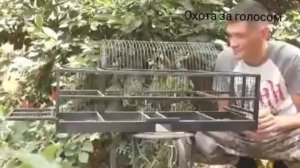 ловим горихвостку на западок