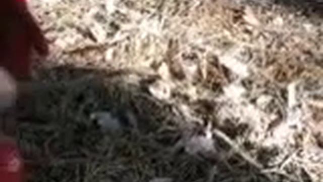 Зеленушка или поганка? смотреть онлайн