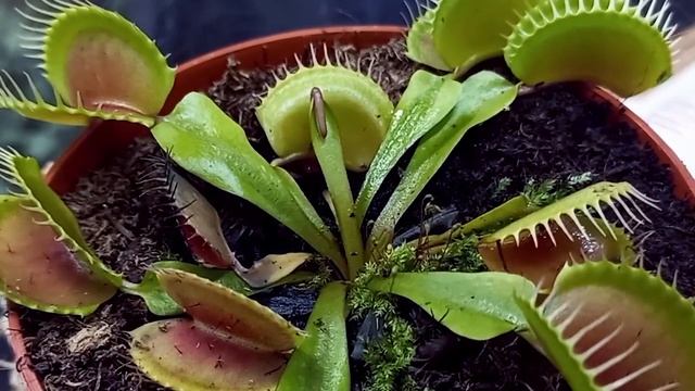 Венерина мухоловка или дионея. Уход за хищным растением