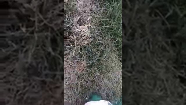 Мин-Воды покраска травы смотреть онлайн