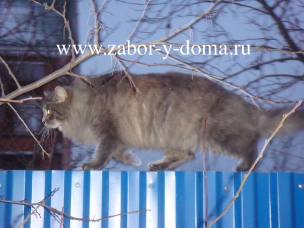 Хороший Забор из Профнастила