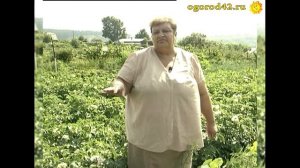 Если редко бываешь на даче. Необычный способ мульчирования в парнике перцев... газетами
