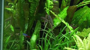 Сиамские водорослееды и Бородоеды против кладофоры.  Эксперимент