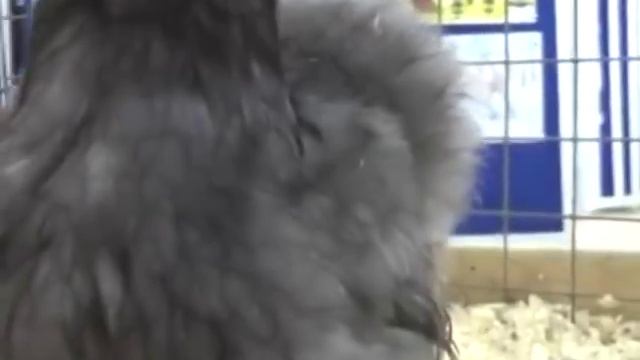 Рябушка 2011 выставочные куры 2 смотреть онлайн