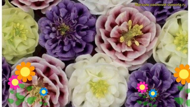 Аквилегия обыкновенная Микс. Краткий обзор, описание характеристик aquilegia vulgaris Mix