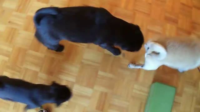 Monsterous stray pug смотреть онлайн