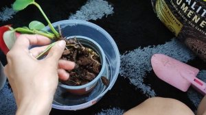 Растёт ли Антуриум в коре? Результат эксперимента.