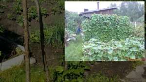 Защита Грядок и Урожая от Птиц . Мой метод ...