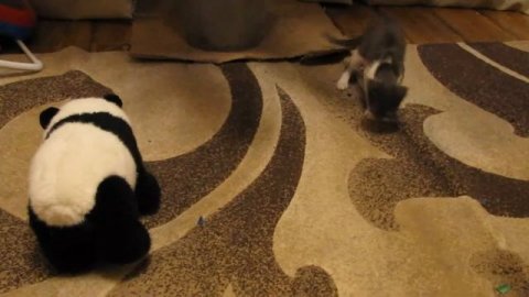 Кот против Панды #приколыскотами #смешныекоты #домашниеживотные