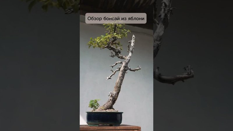 Обзор бонсай из яблони. #бонсай #bonsai #ниваки #сад #андрейдарусенков #яблоня