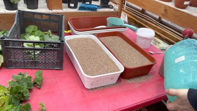 Лучший способ укоренения коллекционных пеларгоний смотреть онлайн