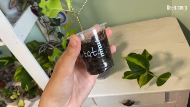 Стефания цветёт. Мои комнатные растения. смотреть онлайн