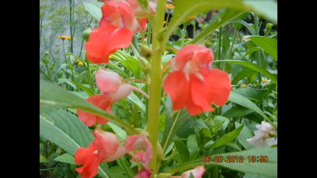 мой летний сад! смотреть онлайн