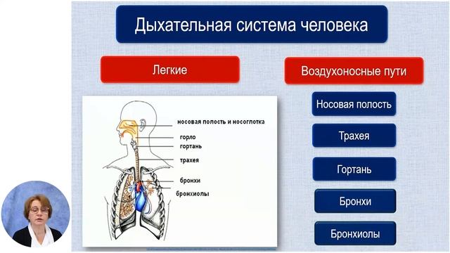 Биология, 6-й класс, Положение, основные функции и гигиена систем органов: дыхательная система смотреть онлайн