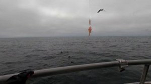 Everyone Caught Their Limit?! Charter Fishing J&M Sportfishing in Monterey Bay, CA