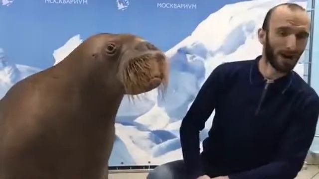 Омар Алибутаев
