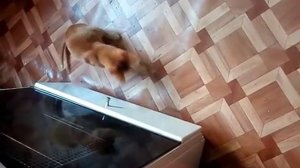 Кот играет с виноградом