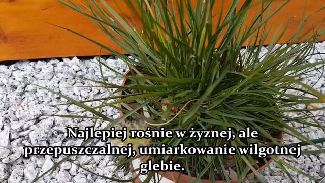 Pennisetum alopecuroides "Little Bunny" :Trawy ozdobne: Rozplenica japońska/ spłaczczona- Opis смотреть онлайн