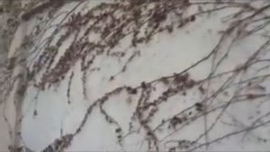 Ползучий Кустарник Плющ Цепляется Придаточными Корнями За Стену