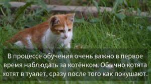 Как легко приучить котёнка к лотку | Как приучить котенка к лотку с наполнителем |три этапа обучени