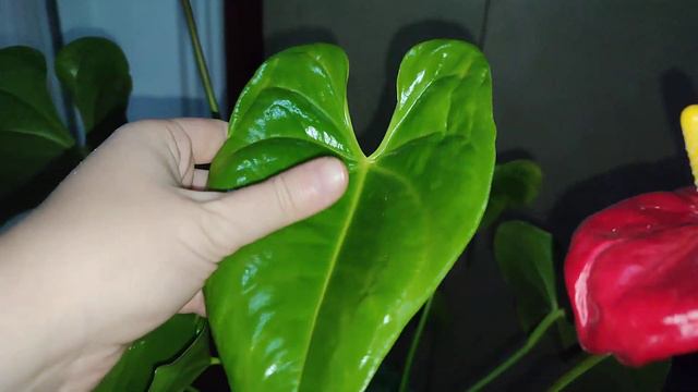 Annemin Çiçekleri (Kalanşo Menekşe Sardunya Antoryum Dikenler Tacı Aloevera Begonya) Yeşil Evler 1 смотреть онлайн