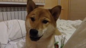 Сиба  разговаривает