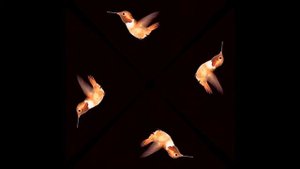 Голограммка для пирамидки ( птицы)