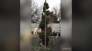 Топиарная стрижка. Спираль из купрессоципариса.