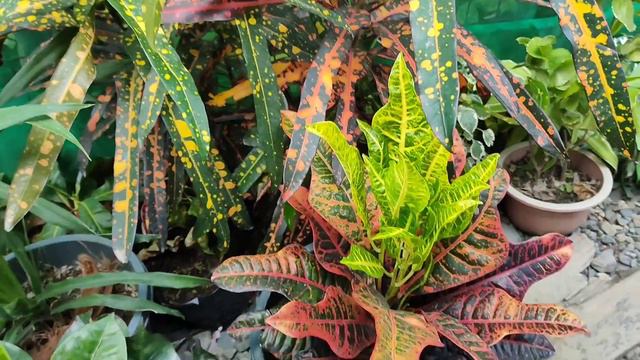 eye catching common plants смотреть онлайн