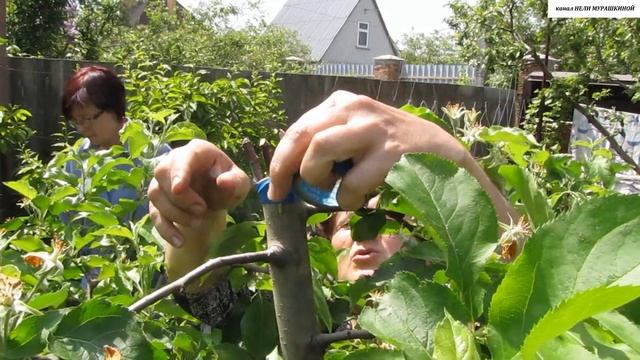 ПРИВИВКА нового сорта в КРОНУ взрослой ЯБЛОНИ. Как разобраться с прошлогодними прививками. смотреть онлайн