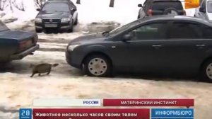 В Калужской области кошка спасла жизнь новорожденному ребенку