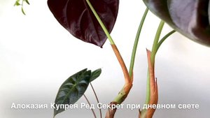 АЛОКАЗИЯ КУПРЕЯ «Красный Секрет» [Краткий Видео Обзор]