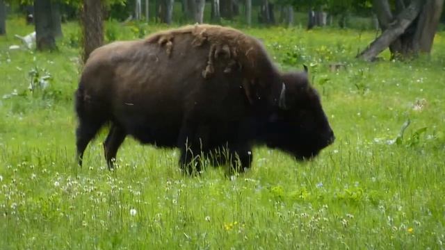 Приокский-Террасный заповедник смотреть онлайн