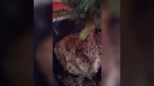 Ель колючая голубая Кейбаб (picea pungens glauca arizona kaibab. #елькейбаб #елькайбаб #piceakaibab