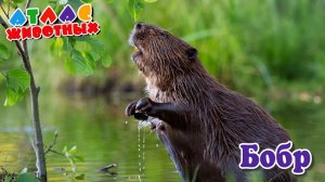 Бобр Атллас Животных.mp4