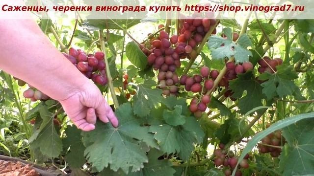 24 июля окрасился виноград Пестрый. Сахара маловато, ждем созревание и рост ягод, они будут крупнее.