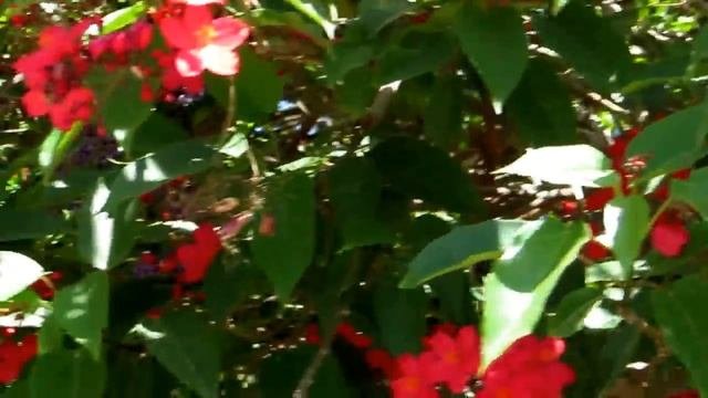 Красивейший союз Ятрофы-Jatropha и Дуранты-Duranta.Кирьят-Ям.Kiryat-yam.Израиль.Israel.