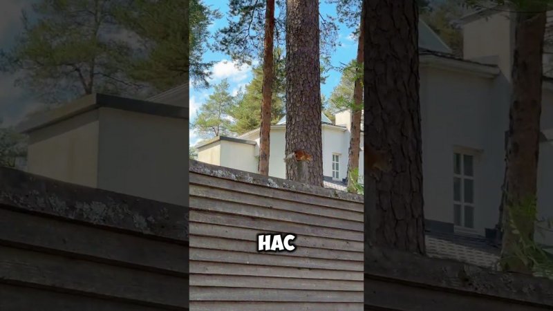 Белки контролируют процесс стройки загородного дома️ #строительство #дача #домподключ #всеволожск