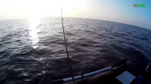 Ловля судака, на плоскую приманку