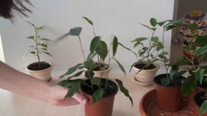 Как чувствуют себя фикусы. Болезни фикуса.