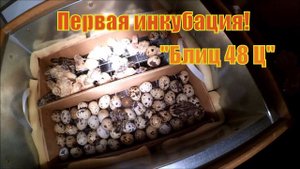 Инкубация перепелинных яиц #2 // День вывода // Жизнь в деревне