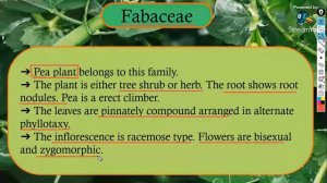 Morphology of Flowering Plants Class 11- L6 |DESCRIPTION OF SOME IMPORTANT FAMILIES |NEET 2023