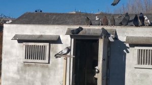 1 февраля последний месяц зимы и парковка голубей