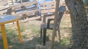 Дикий кабан монстр Фунтик. Огромный секач Tame a wild boar