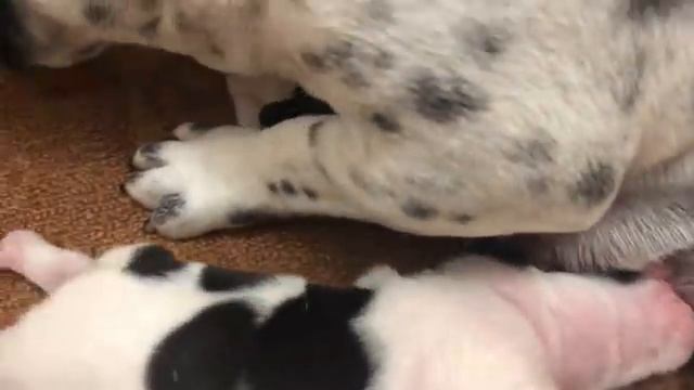 Собаки ? челобаки ? или Французские бульдоги.... смотреть онлайн